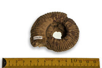 F 10036
<br/>
<br/>
<em></em>